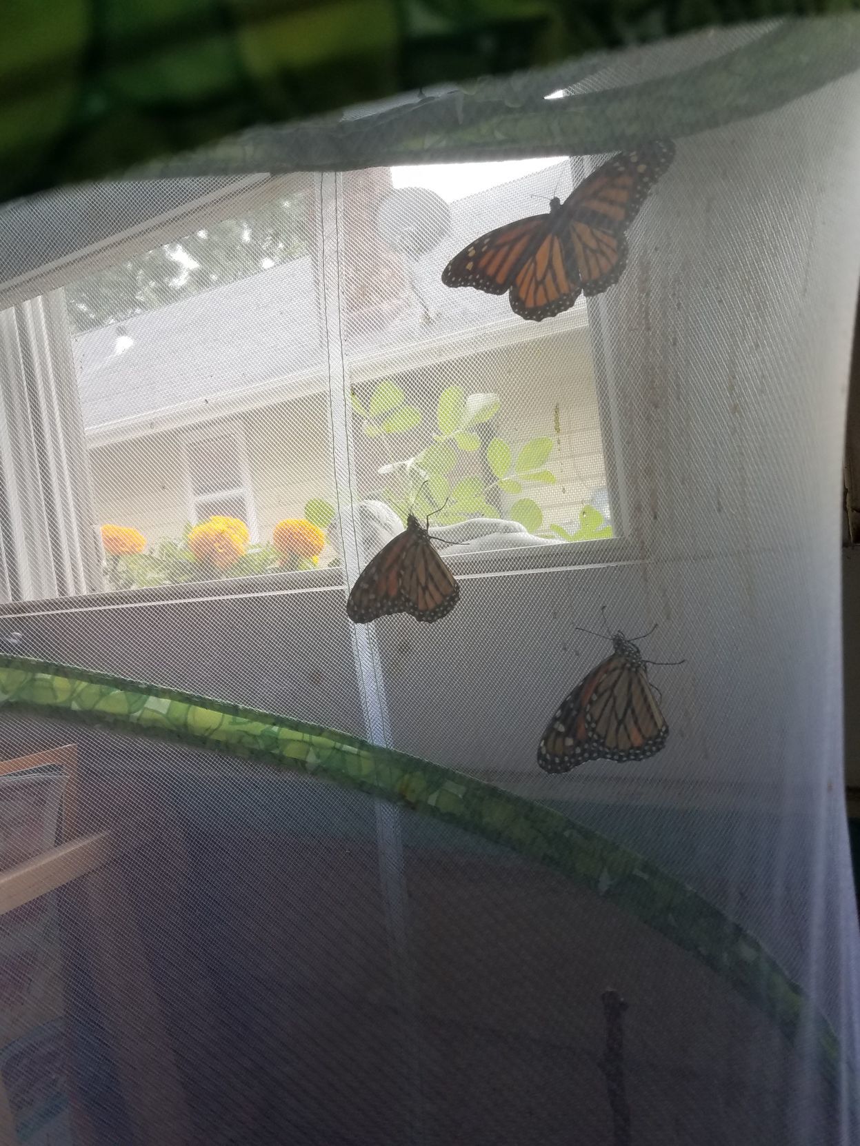 Monarch nursery